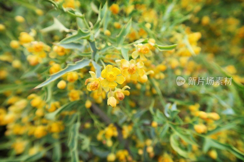 墨西哥红小檗，Mahonia, Haematocarpa野花灌木